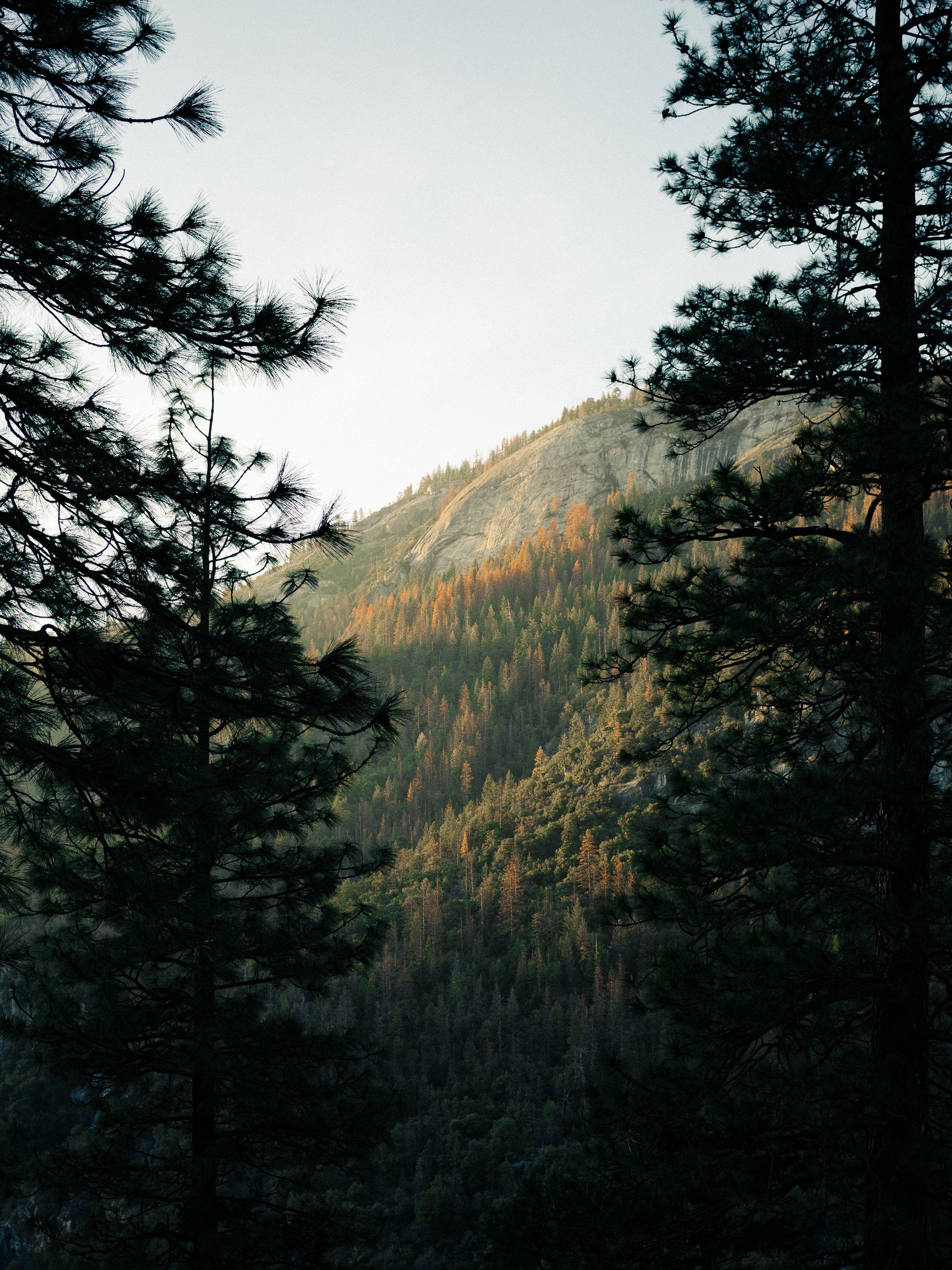 autumn-trees-hillside.jpg